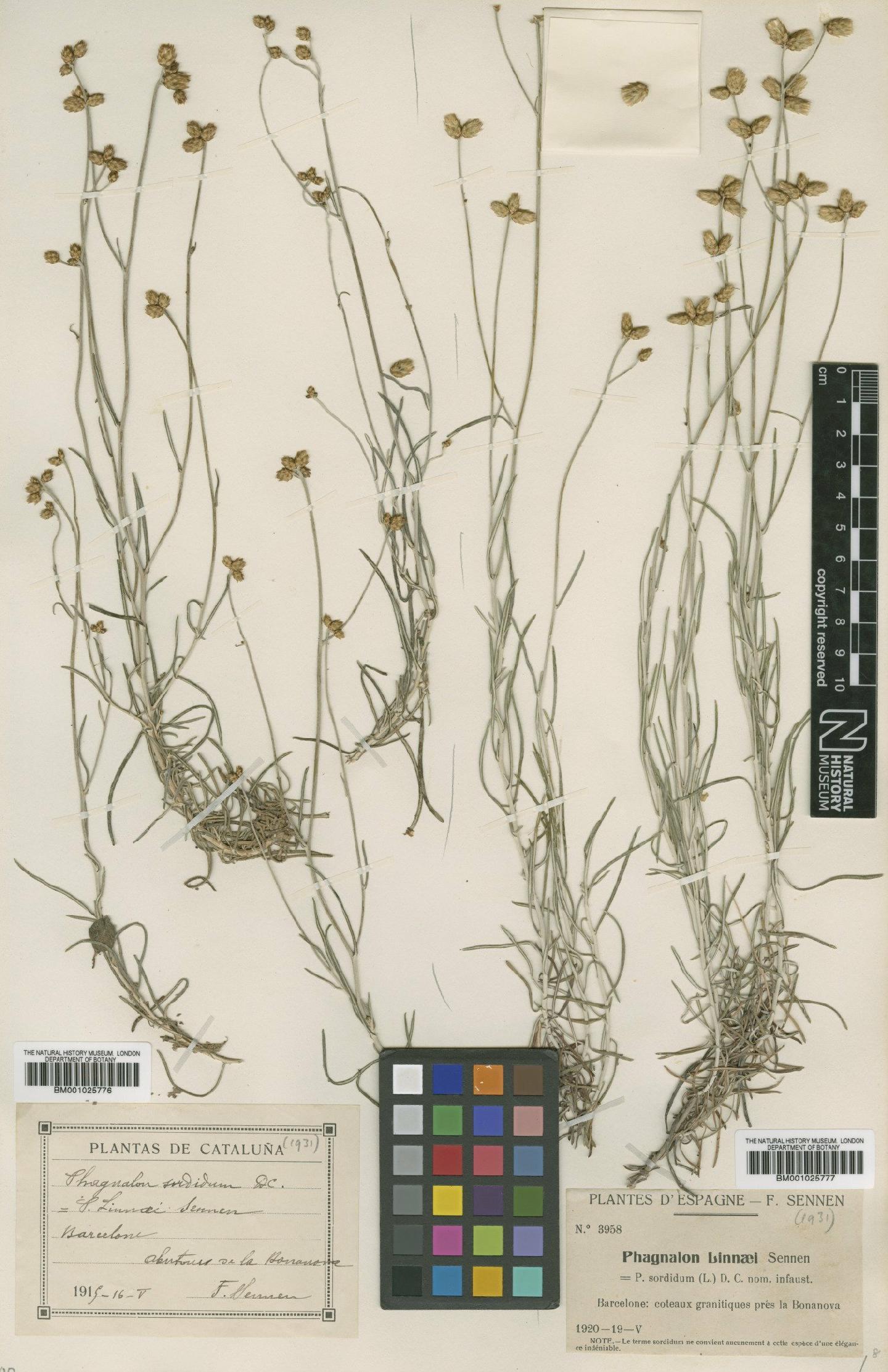 To NHMUK collection (Phagnalon sordidum (L.) Rchb.; Type; NHMUK:ecatalogue:1751051)