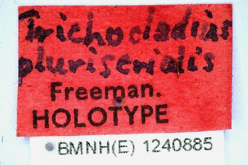 Paratrichocladius pluriserialis Freeman - Paratrichocladius_pleuriserialis-1240885-label1