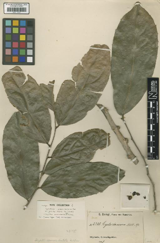 Drypetes spinosodentata (Pax) Hutch. - BM001191808