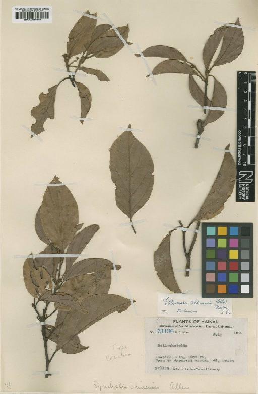 Potameia chinensis (C.K.Allen) Kosterm. - BM000950899