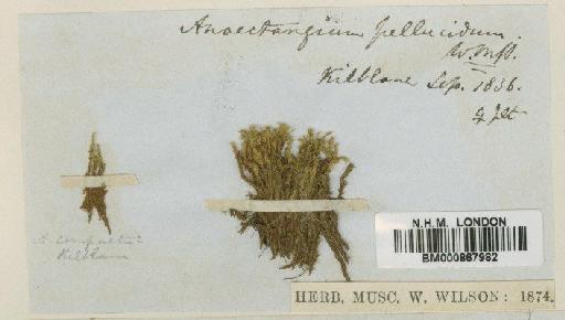 Anoectangium aestivum (Hedw.) Mitt. - BM000867982