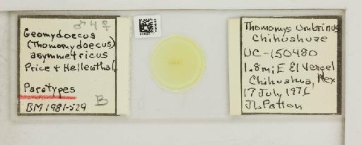 Geomydoecus (Thomomydoecus) assymetricus Price & Hellenthal, 1980 - 010697771_108795_1429592