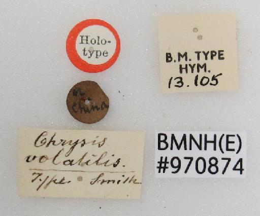 Chrysis volatilis Smith, F., 1874 - Chrysis_volatilis-BMNH(E)#970874_type-labels
