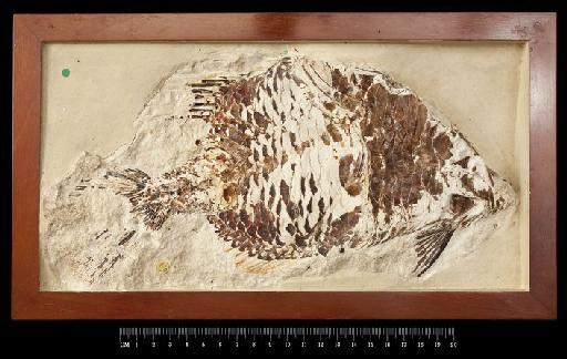 Holocentrum melitense Woodward, 1887 - NHMUK PV P 5310