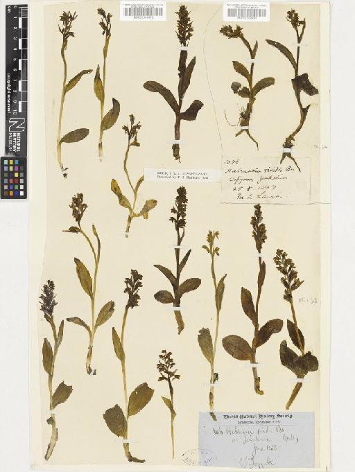 Coeloglossum viride (L.) Hartm. - BM001002692