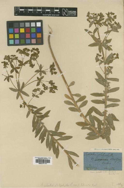 Euphorbia platyphyllos L. - BM000751472