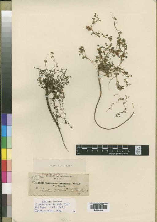 Trifolium petitianum A.Rich. - BM000843184