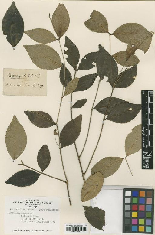 Myrtus nitida J.F.Gmel. - BM001015427