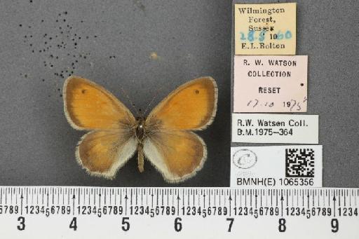 Coenonympha pamphilus ab. latiora Leeds, 1950 - BMNHE_1065356_26577
