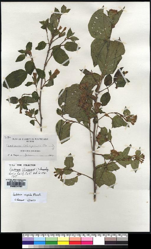 Cestrum regelii Planch. - Spruce - BM000617907