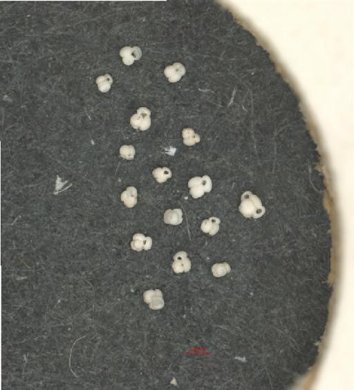 Globigerinoides ruber (d'Orbigny) - ZF6299