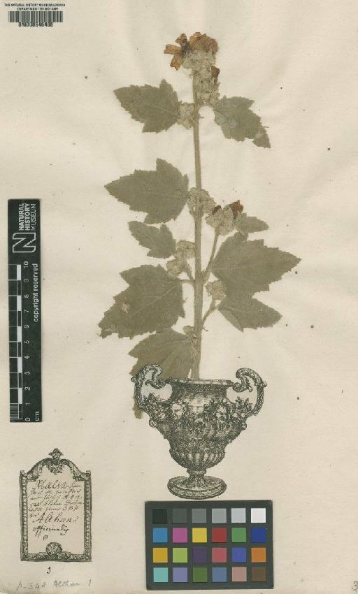 Althaea officinalis L. - BM000646488