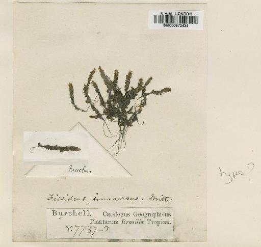 Fissidens acacioides var. immersus (Mitt.) Pursell - BM000872434