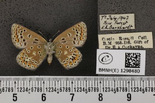 Polyommatus icarus icarus ab. elongata Tutt, 1910 - BMNHE_1298480_149056
