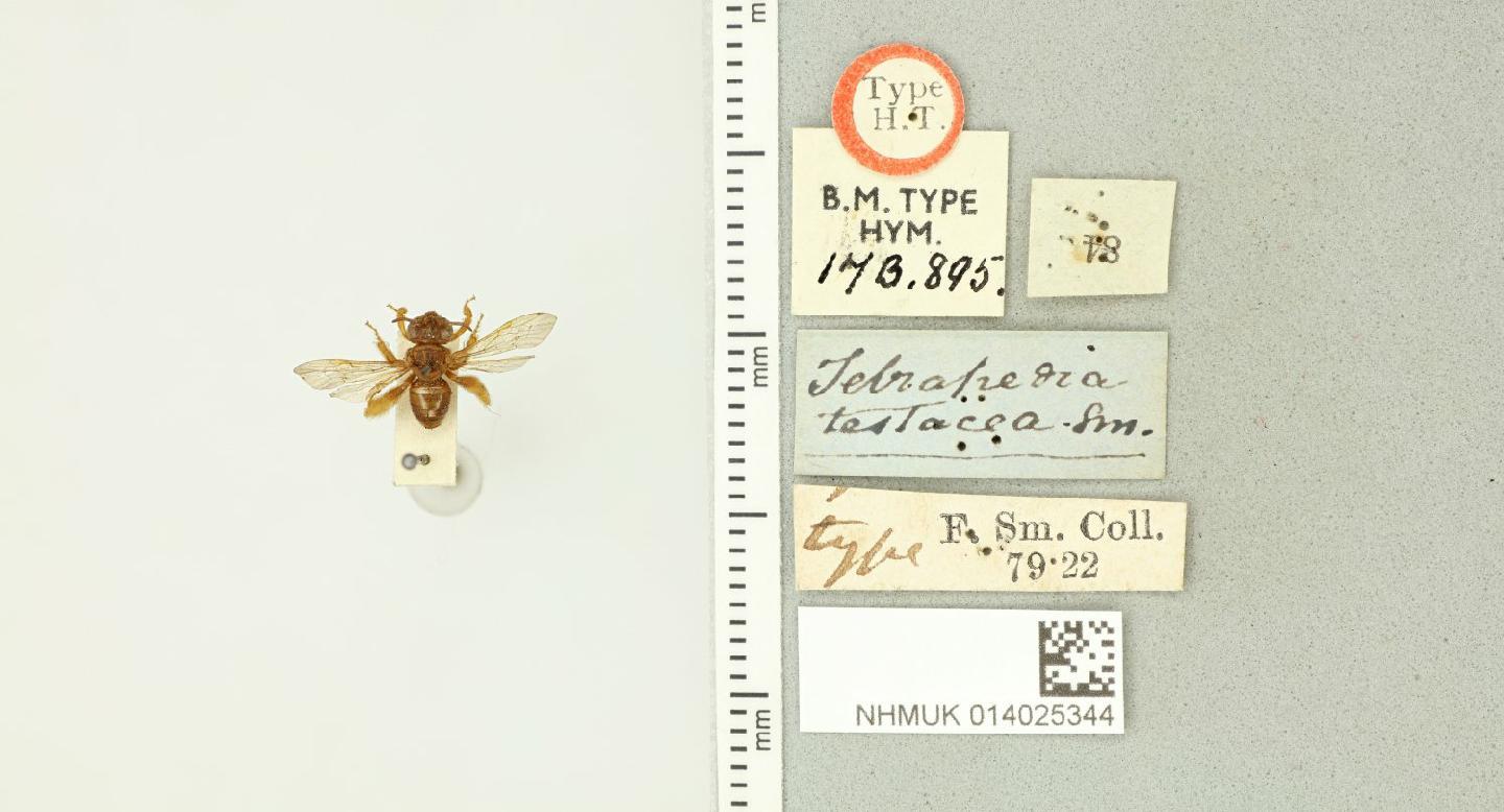 Paratetrapedia testacea