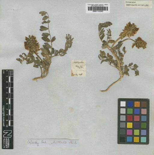 Astragalus canadensis var. brevidens (Gand.) Barneby - BM001042642