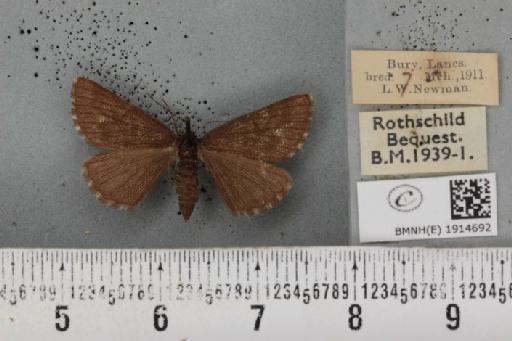 Ematurga atomaria ab. unicoloraria Staudinger, 1871 - BMNHE_1914692_487299