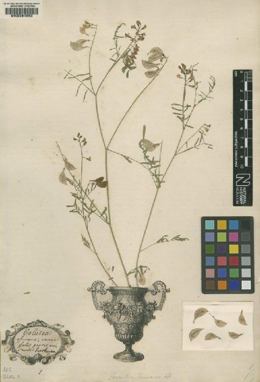 Colutea frutescens L. - BM000646653