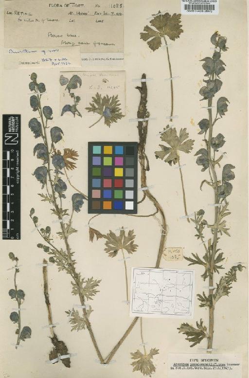 Aconitum pseudosessiliflorum Lauener - BM000514428