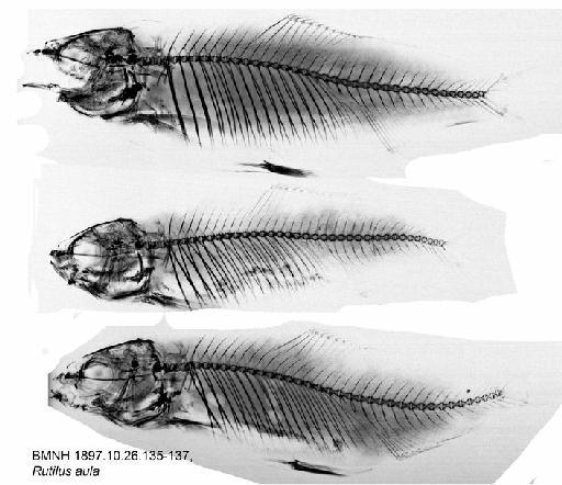 Rutilus aula Bonaparte, 1841 - BMNH 1897.10.26.135-137, Rutilus aula, Radiograph