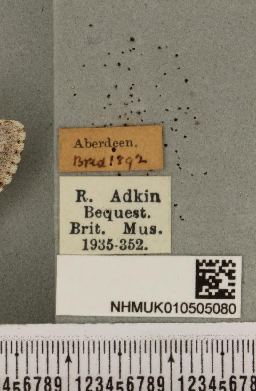 Acronicta menyanthidis scotica (Tutt, 1891) - NHMUK_010505080_label_562461