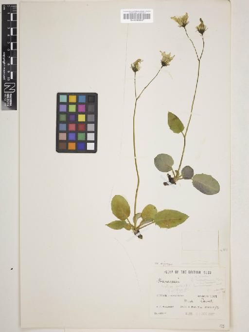 Hieracium shoolbredii Marshall - 000933267