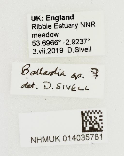 Bellardia Robineau-Desvoidy, 1863 - 014035781-Bellardia_sp-labels