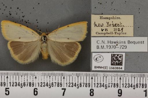 Cybosia mesomella (Linnaeus, 1758) - BMNHE_1660864_284547