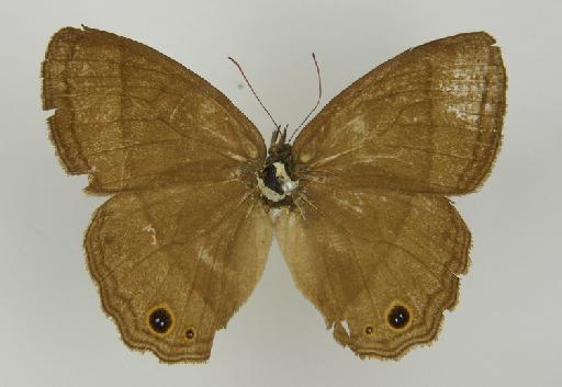Euptychia variabilis Butler, 1867 - BMNH(E)_ 1204759_Yphthimoides_(Euptychia)_manasses_variabilis_Butler_T_female (2)