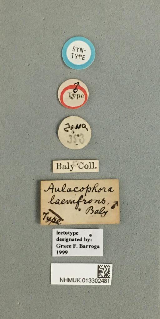 Aulacophora laevifrons Baly, 1888 - 013302481_Aulacophora_laevifrons_Baly_SYNTYPE_label_1