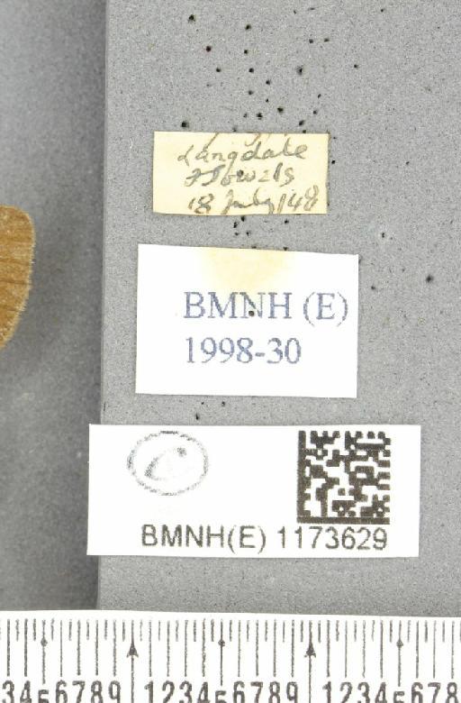 Erebia epiphron mnemon (Haworth, 1812) - BMNHE_1173629_label_29129