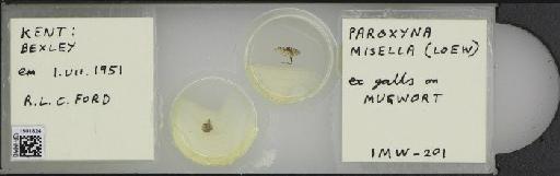 Campiglossa misella (Loew, 1869) - BMNHE_1501824_57580