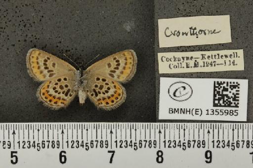 Plebejus argus argus ab. basijuncta Tutt, 1909 - BMNHE_1355985_a_153611
