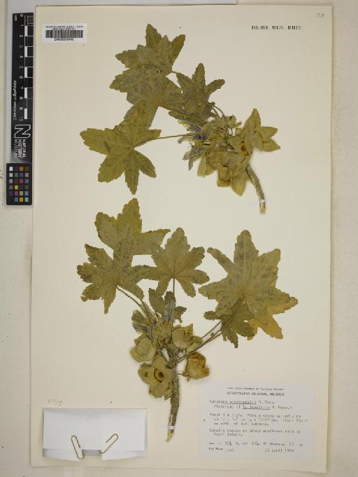 Lavatera insularis S.Watson - BM000999962
