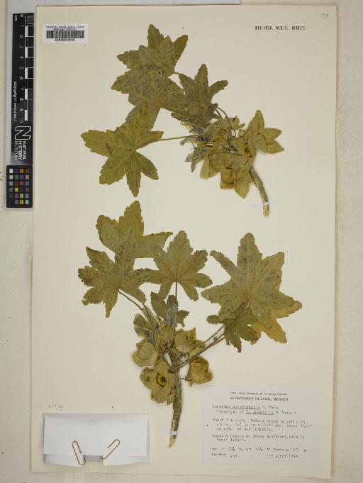 Lavatera insularis - BM000999962