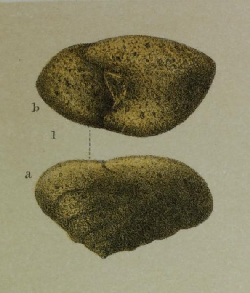 Textularia conica Orbigny, 1839 - ZF2444_113_1_Sahulia_conica.jpg