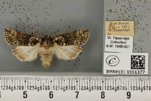 Polyploca ridens (Fabricius, 1787) - BMNHE_1551377_238700