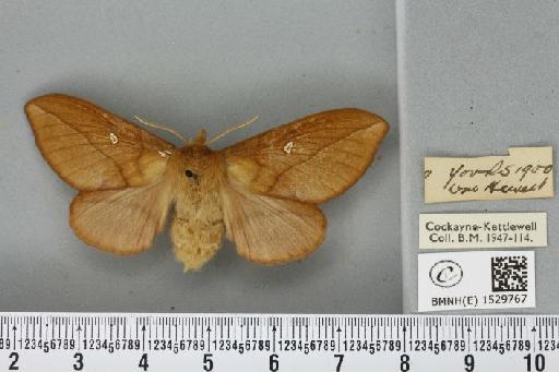 Euthrix potatoria ab. unimacula Foltin, 1942 - BMNHE_1529767_202472