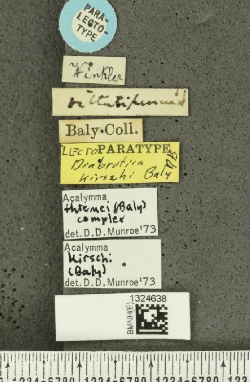 Acalymma kirschi (Baly, 1886) - BMNHE_1324638_label_20826