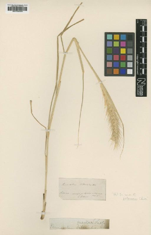 Pennisetum setaceum (Forssk.) Chiov. - BM000959659