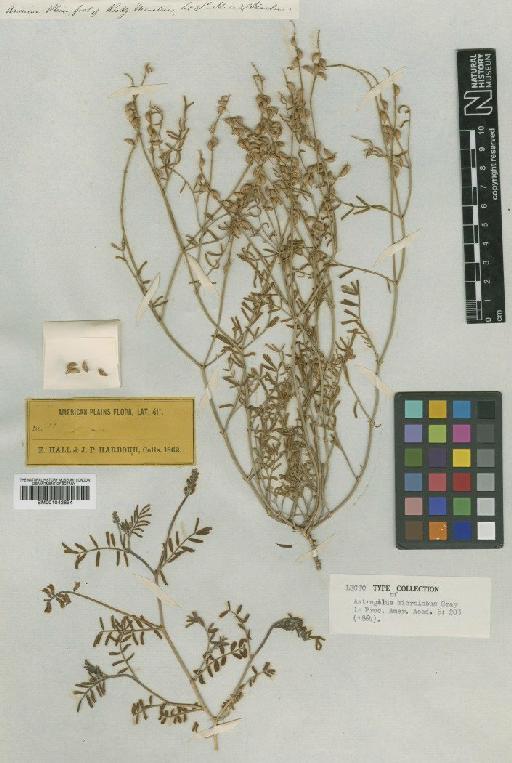 Astragalus gracilis Nutt. - BM001042694