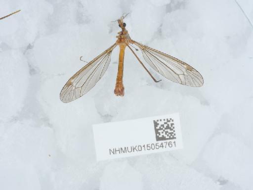 Tipula (Lunatipula) valida Loew - 015054761_2