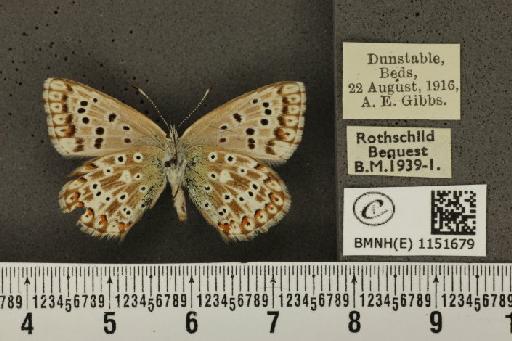 Lysandra coridon ab. alboradia Bright & Leeds, 1938 - BMNHE_1151679_102758