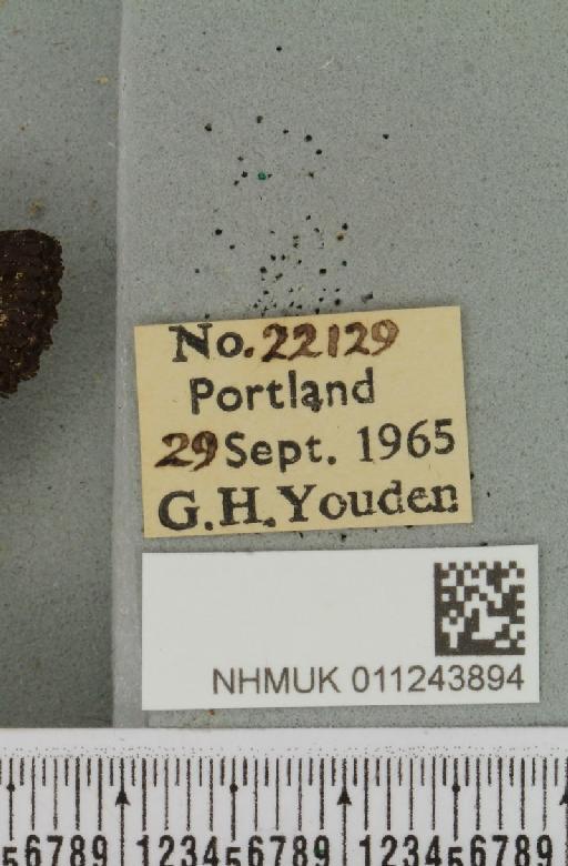 Aporophyla nigra (Haworth, 1809) - NHMUK_011243894_label_645032