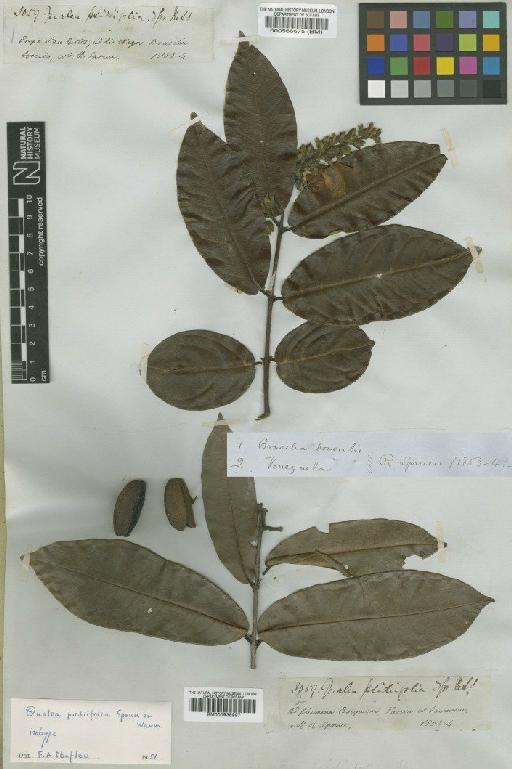 Qualea psidiifolia Spruce ex Warm. - BM000938997