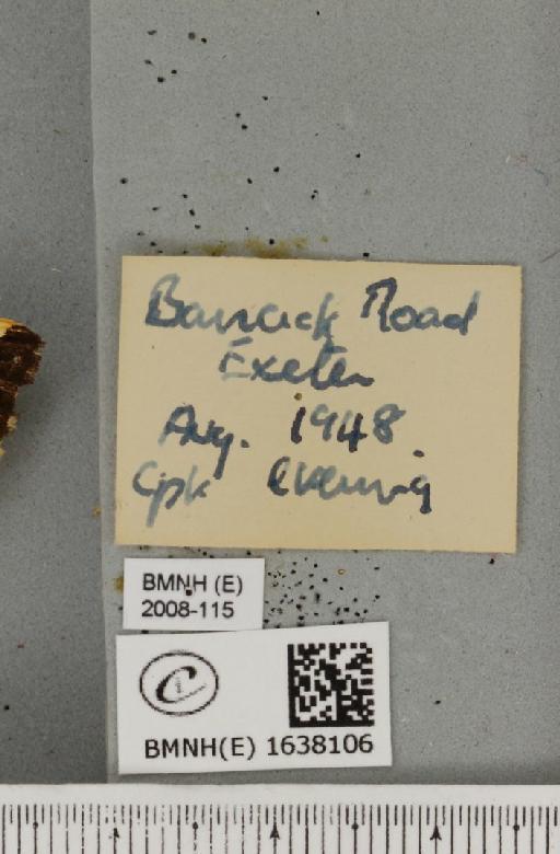 Euplagia quadripunctaria (Poda, 1761) - BMNHE_1638106_label_209230