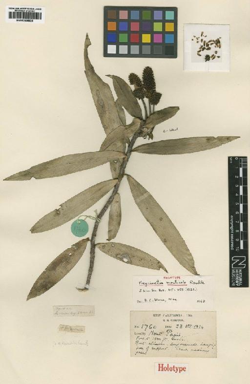 Freycinetia monticola Rendle - BM000895925