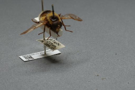 Volucella bombylans (Linnaeus, 1758) - 012530545_additional_4