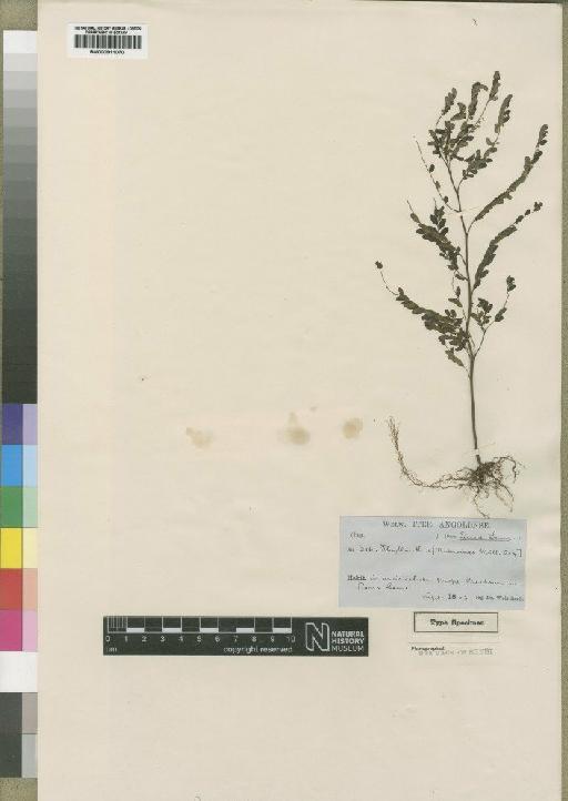 Phyllanthus niruroides Müll.Arg. - BM000911070