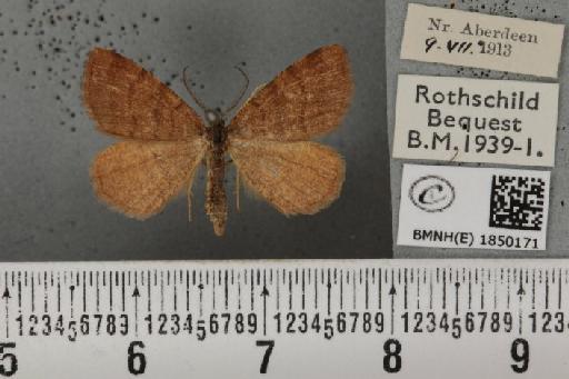 Macaria brunneata (Thunberg, 1784) - BMNHE_1850171_423451